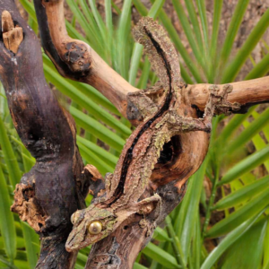 Sikorae Mossy Leaf Tail Gecko