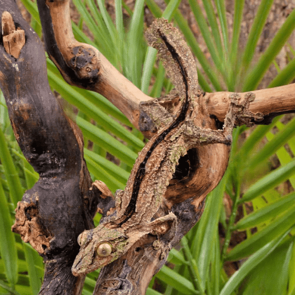 Sikorae Mossy Leaf Tail Gecko