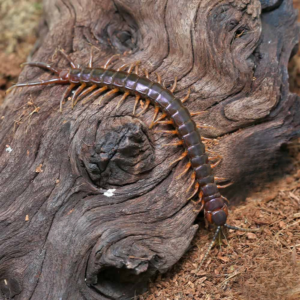 Solomon Island Purple Centipede
