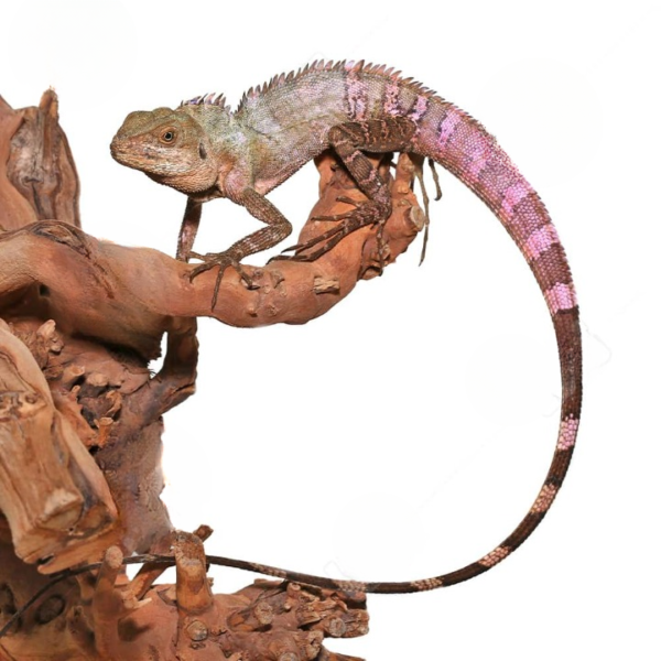 Solomon’s Tree Dragon for sale