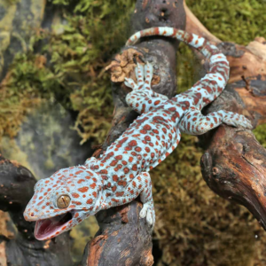 Striped Tokay Gecko for sale