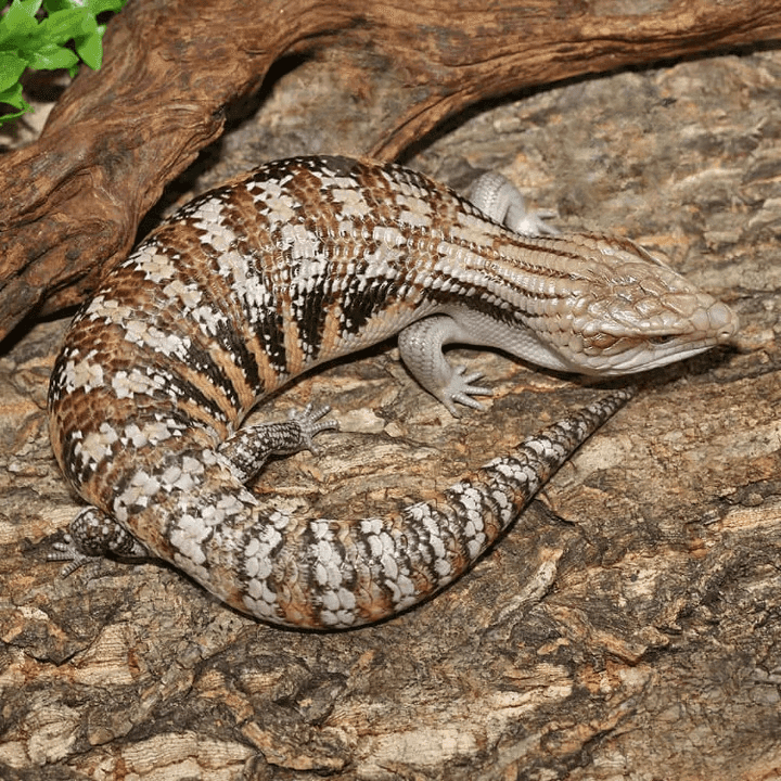 Adult Northern Blue Tongue Skink