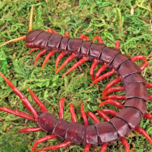 Sumatran Purple Centipede