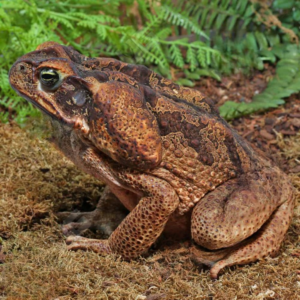 Suriname Giant Marine Toad