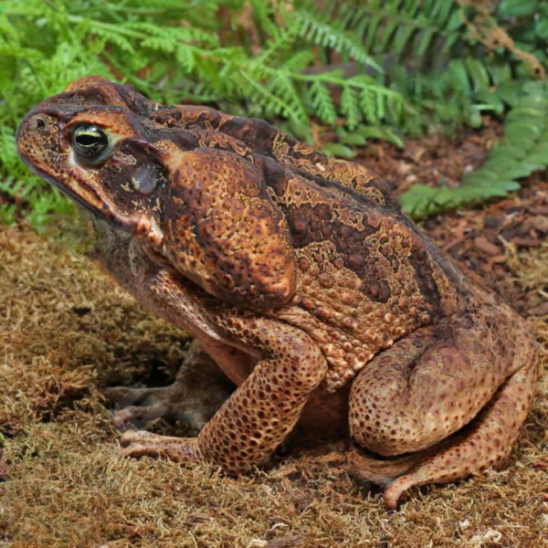 Suriname Giant Marine Toad