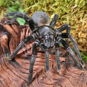Female Thai Black Tarantula