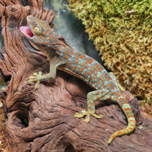 We have Tokay Gecko available for sale