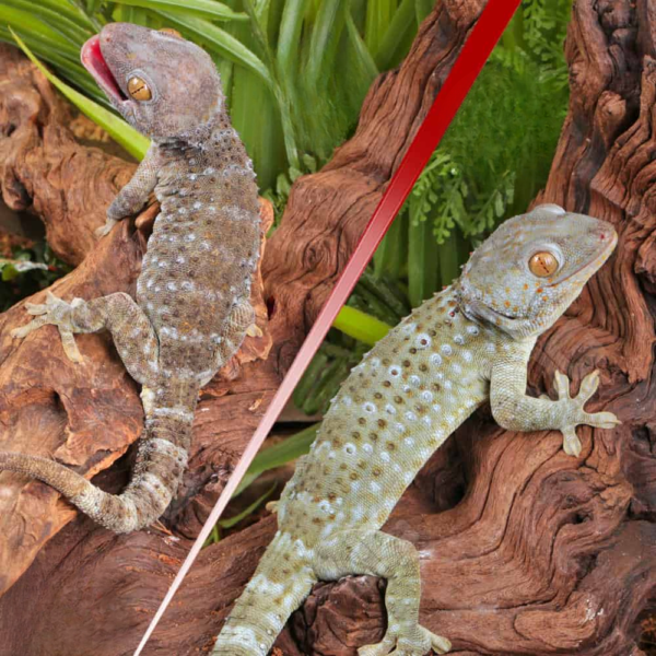 Green Codom Tokay Gecko Pair