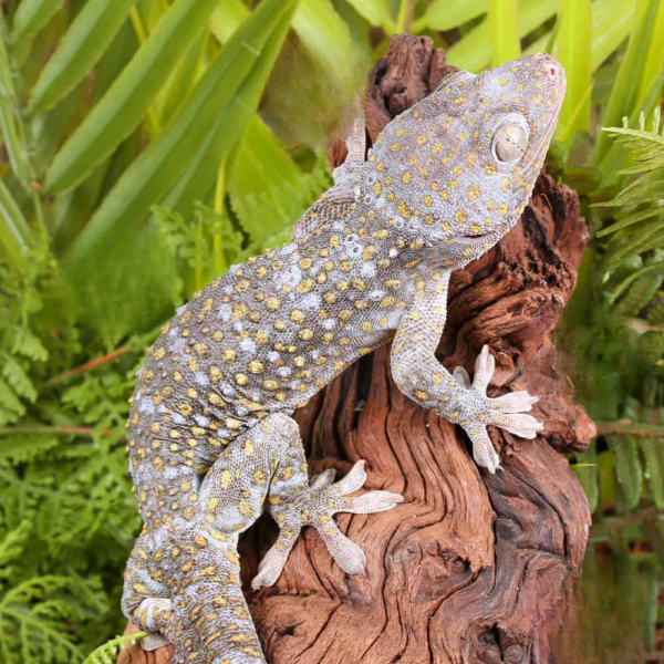 Male Platinum Tokay Gecko