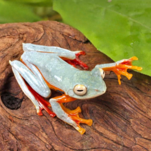Twin Spotted Tree Frog