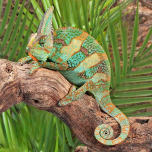 Veiled Chameleon for sale.