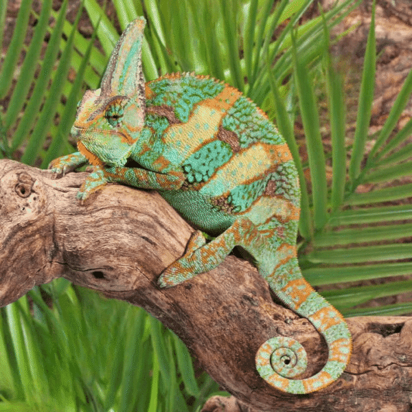 Veiled Chameleon for sale.
