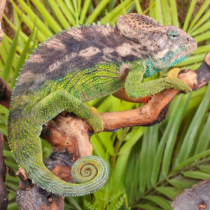 Verrucosus Chameleon for sale.