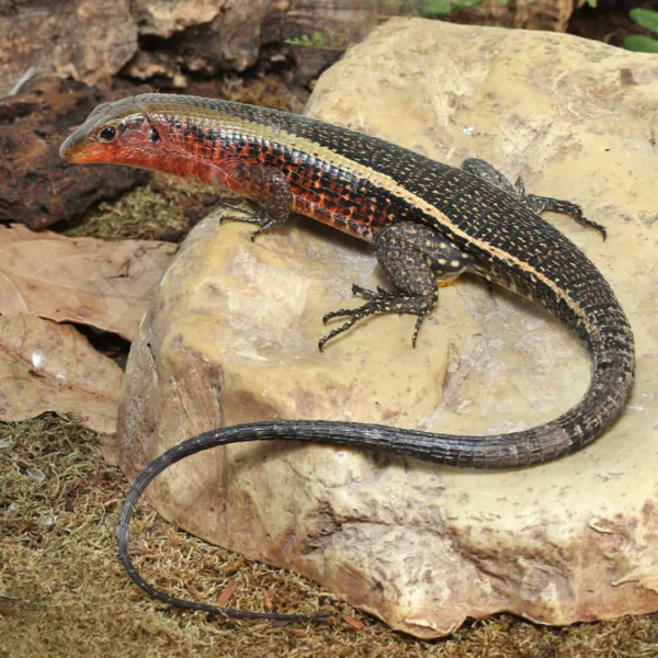Western Girdled Lizard