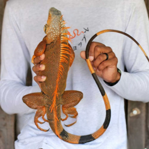 White Head Orange Starburst Green Iguana