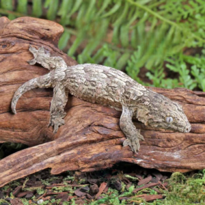 Baby Yate x Poindimie x Gran Terre Leachianus Gecko
