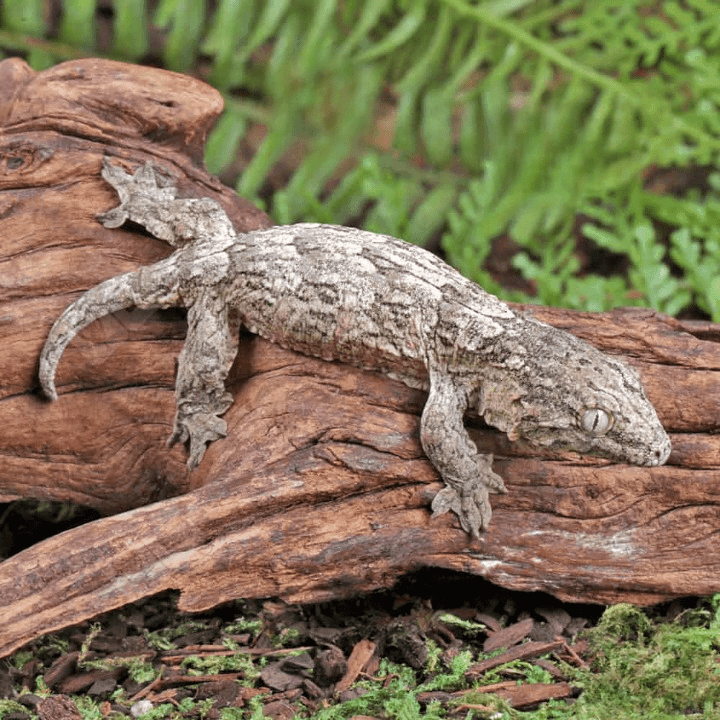 Baby Yate x Poindimie x Gran Terre Leachianus Gecko