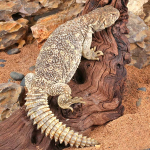 Juvenile Giant Saudi Arabian Uromastyx