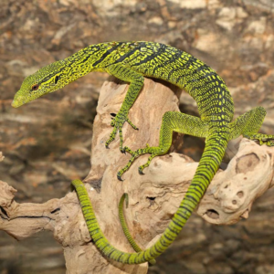 Juvenile Yellow Tree Monitor Pair