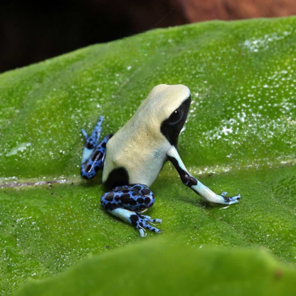 C.B. Yellowback Tinctorius Dart Frog