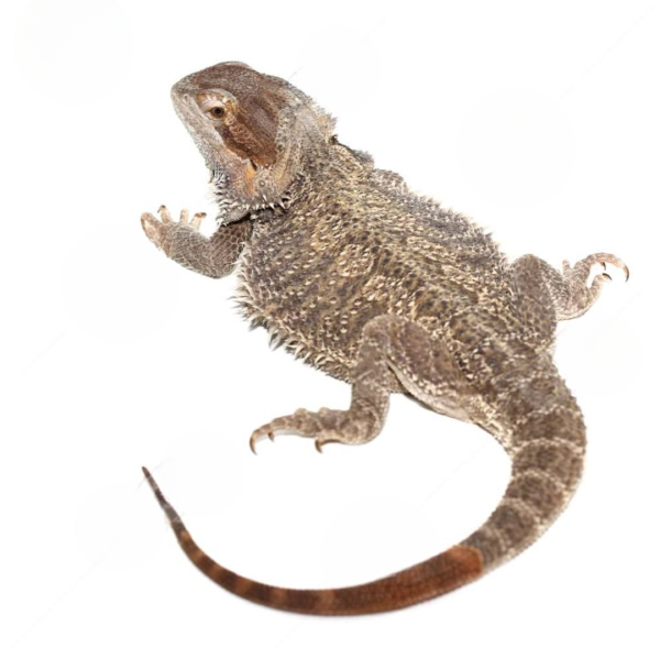 Adult Female Bearded Dragon