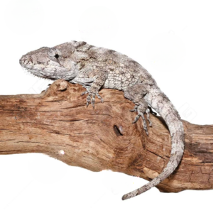 Adult Cuban False Chameleon for sale.
