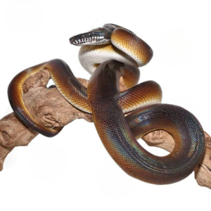 D’Alberts White Lipped Python for sale.