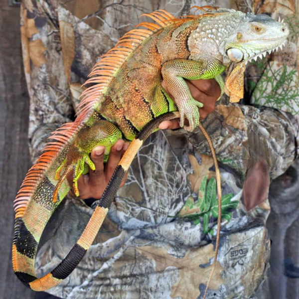 Adult White Head Green Iguana for sale.