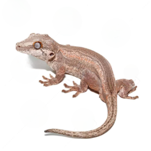 Adult Male Colored Striped Gargoyle