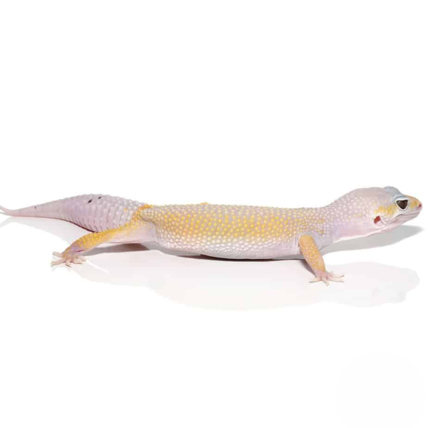 Adult Leucistic Leopard Gecko