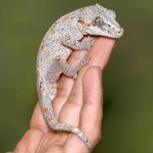Orange Blotched Light Base Gargoyle Gecko