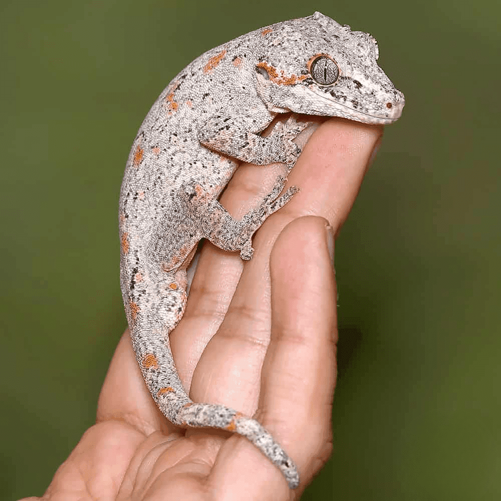 Orange Blotched Light Base Gargoyle Gecko