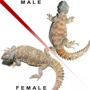 Adult Ornate Uromastyx Pair