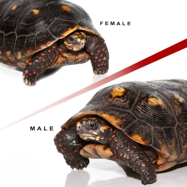 Adult Suriname Redfoot Tortoise Pair for sale