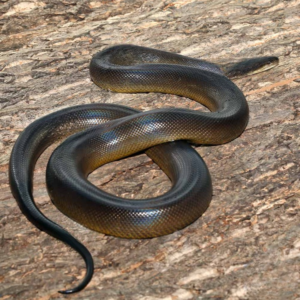Female Water Python for sale.