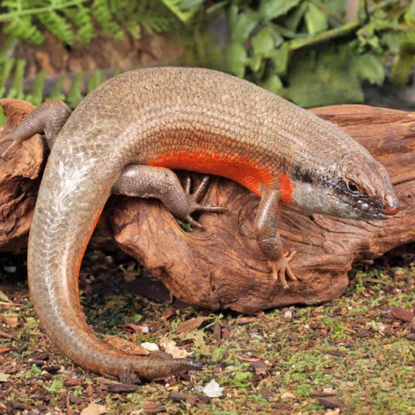 Adult Kenyan Zebra Skink Trio (Proven)