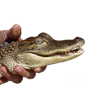 American Alligator for sale.