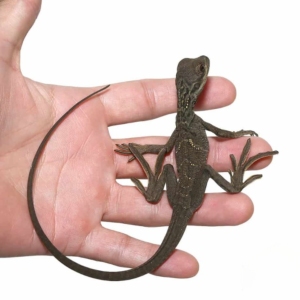 Baby Blotched Black Sailfin Dragon