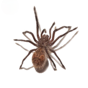 Chilean Copper Tarantula