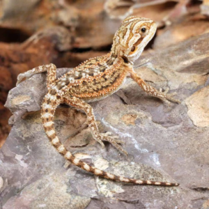 Baby Citrus Dunner Bearded Dragon