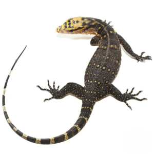 Baby Cumming’s Water Monitor