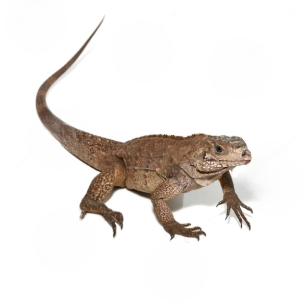 Baby Grand Cayman Blue Iguana (Hybrid)