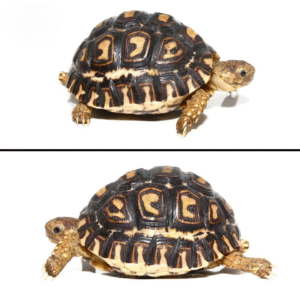 Baby Leopard Tortoise available for sale#1