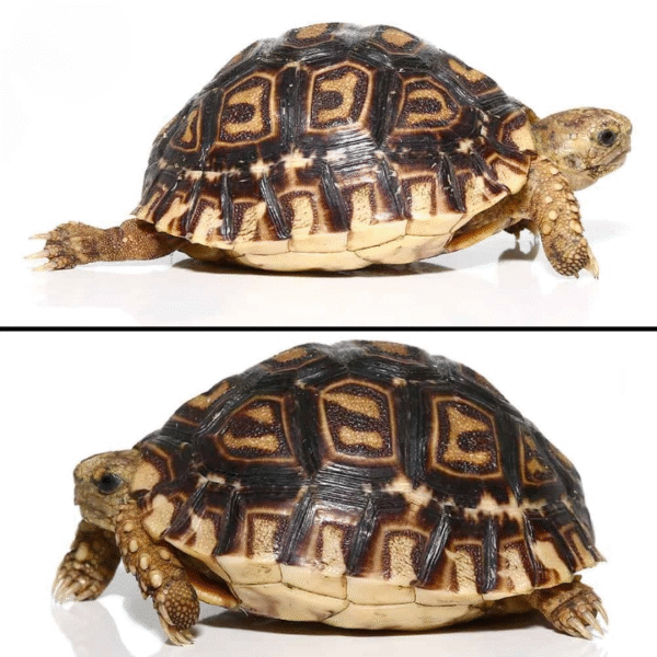 Baby Leopard Tortoise available for sale