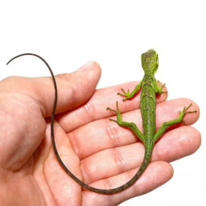 Baby Monkey Anole for sale.
