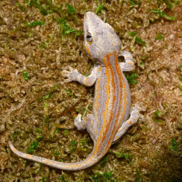 Orange Striped Gargoyle Gecko