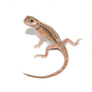 Genetic Stripe Translucent Bearded Dragon