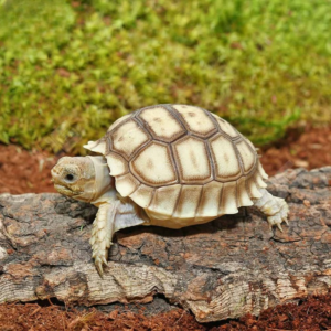 Baby Sulcata Tortoise available for sale