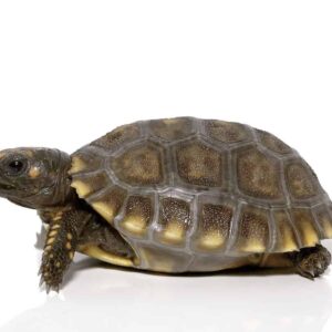 Baby Yellowfoot Tortoise for sale