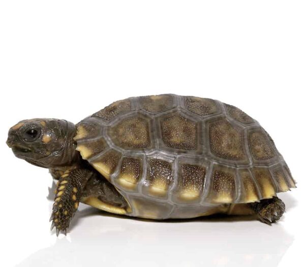 Baby Yellowfoot Tortoise for sale